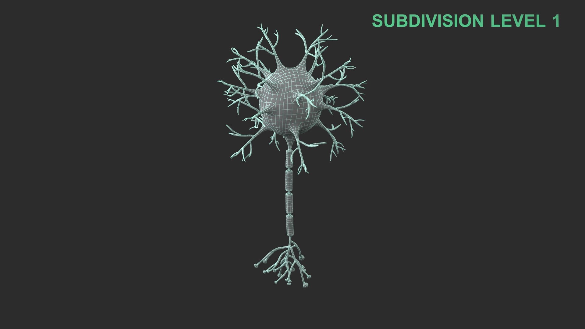 Neuron 3D model https://p.turbosquid.com/ts-thumb/sr/fQlV2R/rh/wireframe_0006/jpg/1753939196/1920x1080/fit_q87/767df73b1da8bc5debe70559094a74e8227dbeed/wireframe_0006.jpg