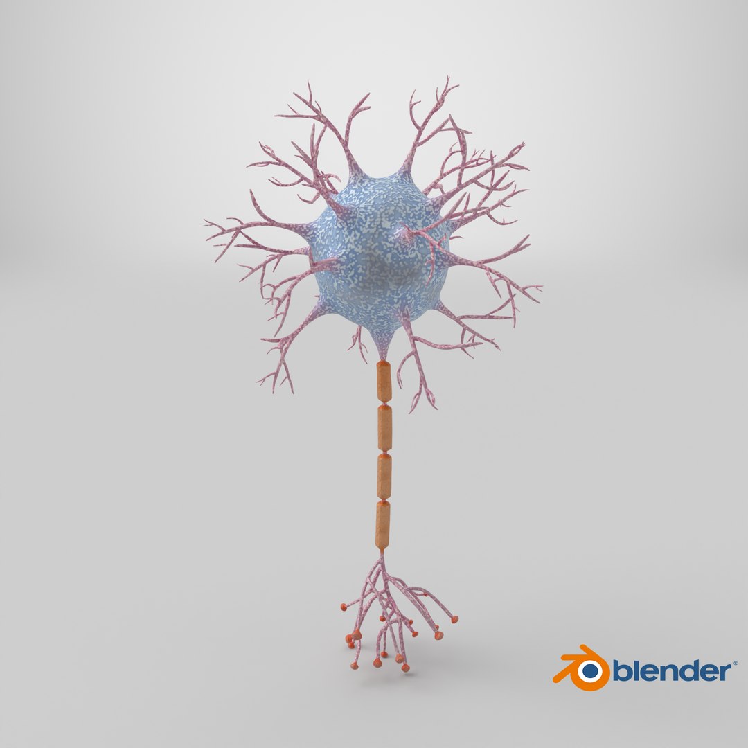 Neuron 3D model https://p.turbosquid.com/ts-thumb/sr/fQlV2R/tK/stemcell_blender_cycles_render/png/1770041101/1920x1080/fit_q87/e116935f4fa4d0048aff0cfabb3dfecfd7286195/stemcell_blender_cycles_render.jpg