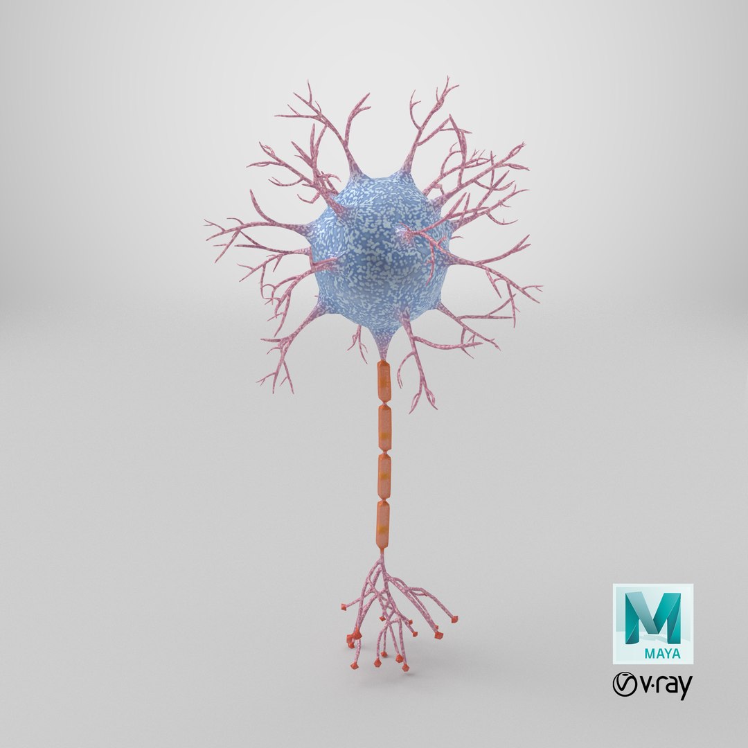 Neuron 3D model https://p.turbosquid.com/ts-thumb/sr/fQlV2R/ye/stemcell_maya_vray_render/png/1770041105/1920x1080/fit_q87/7838bec227d42ce742e16b4b46ed08f85264198b/stemcell_maya_vray_render.jpg