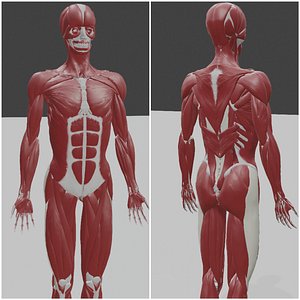 human body muscles