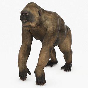 Big Ape Gigantopithecus Rigged for Cinema 4D 3D model