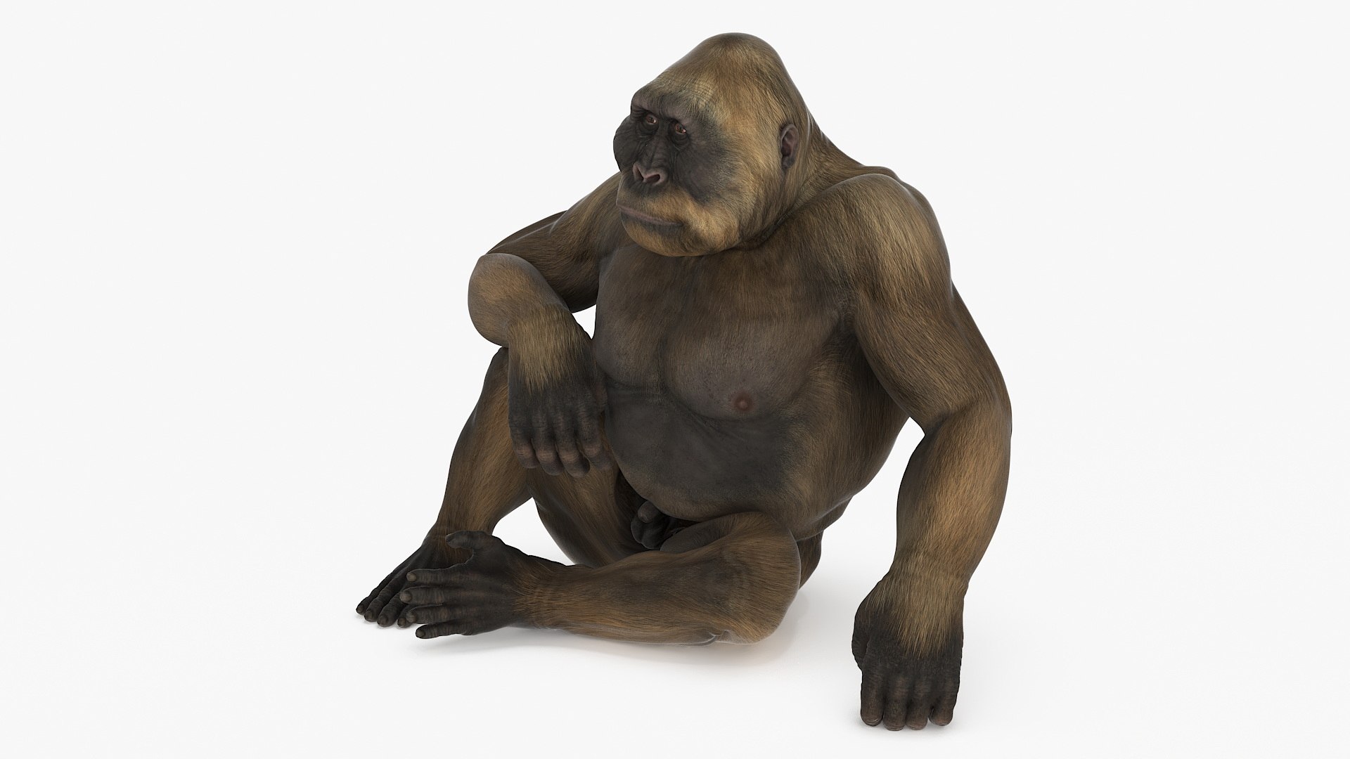 Big Ape Gigantopithecus Rigged for Cinema 4D 3D model preview