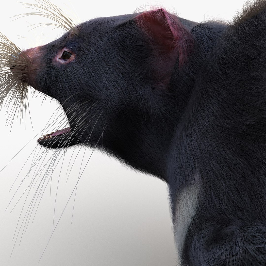 3d model tasmanian devil fur pose https://p.turbosquid.com/ts-thumb/ss/FOXsvV/25yoSHhg/tasmaniandevilfurpose3_22/jpg/1384551886/1920x1080/fit_q87/7e40cbbef0389f4c0808faafbb6882727fd1144f/tasmaniandevilfurpose3_22.jpg
