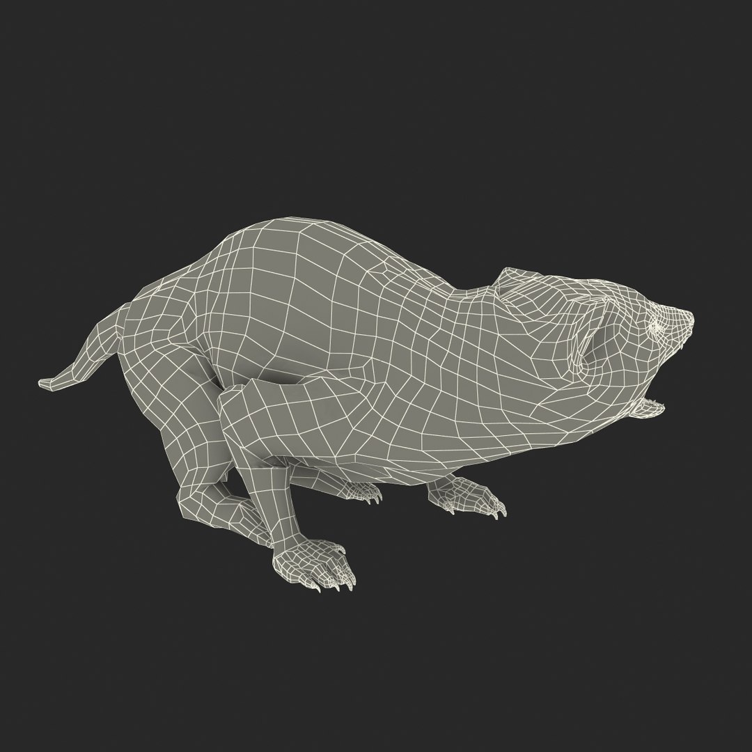 3d model tasmanian devil fur pose https://p.turbosquid.com/ts-thumb/ss/FOXsvV/7Y0NWXPX/tasmaniandevilfurpose3_25/jpg/1384551899/1920x1080/fit_q87/fcf8f6451e68592e511dfc747f4108df23a5a392/tasmaniandevilfurpose3_25.jpg