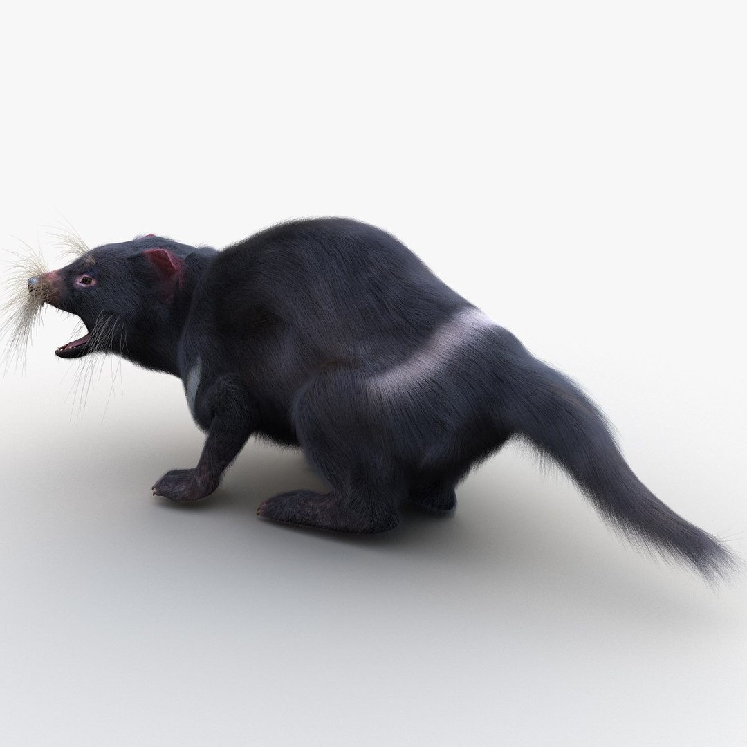 3d model tasmanian devil fur pose https://p.turbosquid.com/ts-thumb/ss/FOXsvV/CkIPD1jw/tasmaniandevilfurpose3_15/jpg/1384551855/1920x1080/fit_q87/2b07e5217837ce0c640b7d765811f0d26abd6293/tasmaniandevilfurpose3_15.jpg