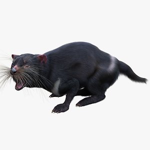 3d model tasmanian devil fur pose