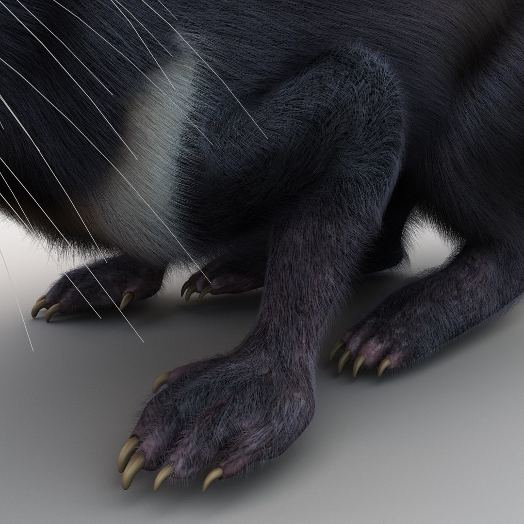 3d model tasmanian devil fur pose https://p.turbosquid.com/ts-thumb/ss/FOXsvV/GD6b91vH/tasmaniandevilfurpose3_18/jpg/1384551856/1920x1080/fit_q87/fe11ac656c28917f9b0b4f0571b5dacd3f865690/tasmaniandevilfurpose3_18.jpg