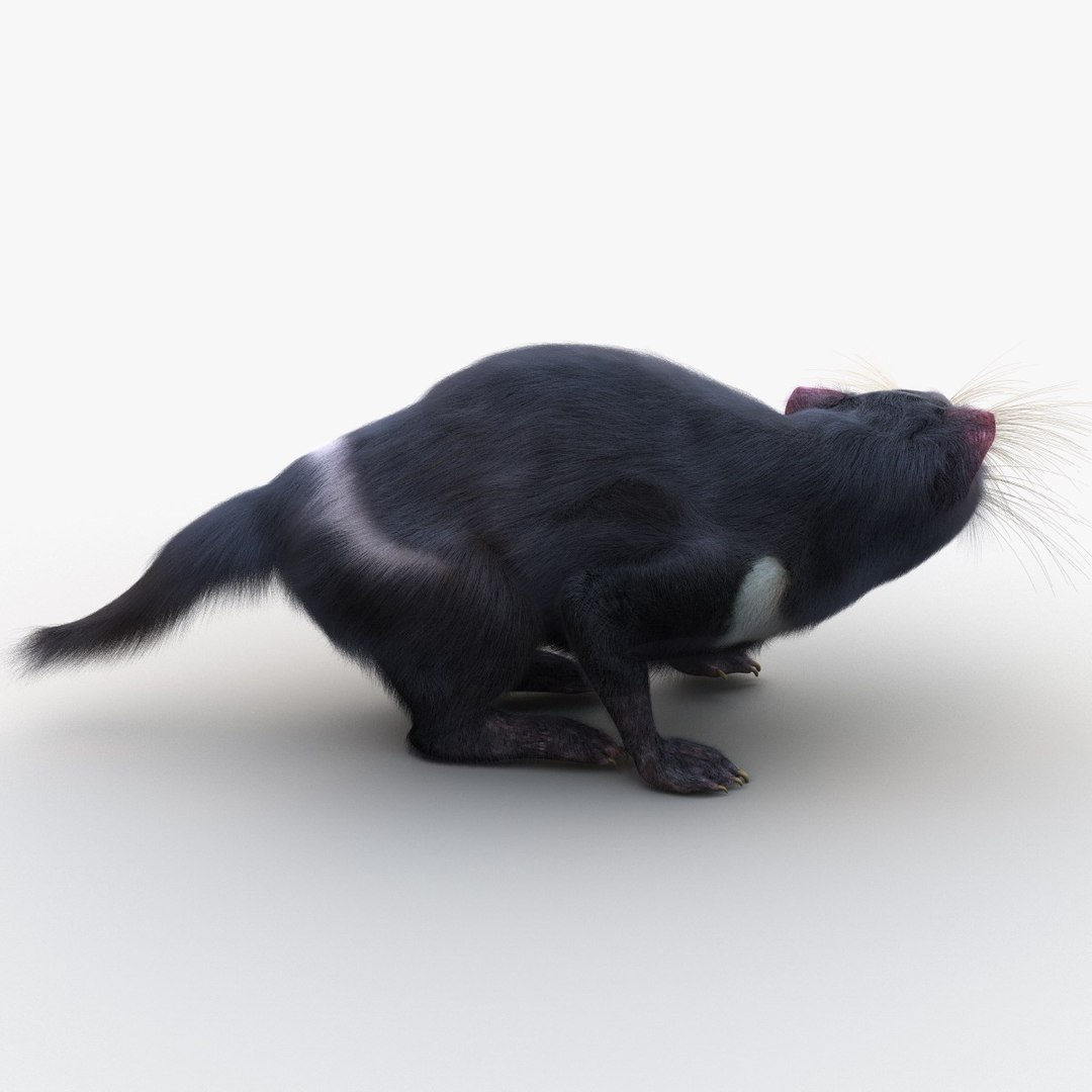 3d model tasmanian devil fur pose https://p.turbosquid.com/ts-thumb/ss/FOXsvV/NdgvkvLb/tasmaniandevilfurpose3_13/jpg/1384551846/1920x1080/fit_q87/817c56bb6a09c1e6a158fadf378be2f42cc90995/tasmaniandevilfurpose3_13.jpg