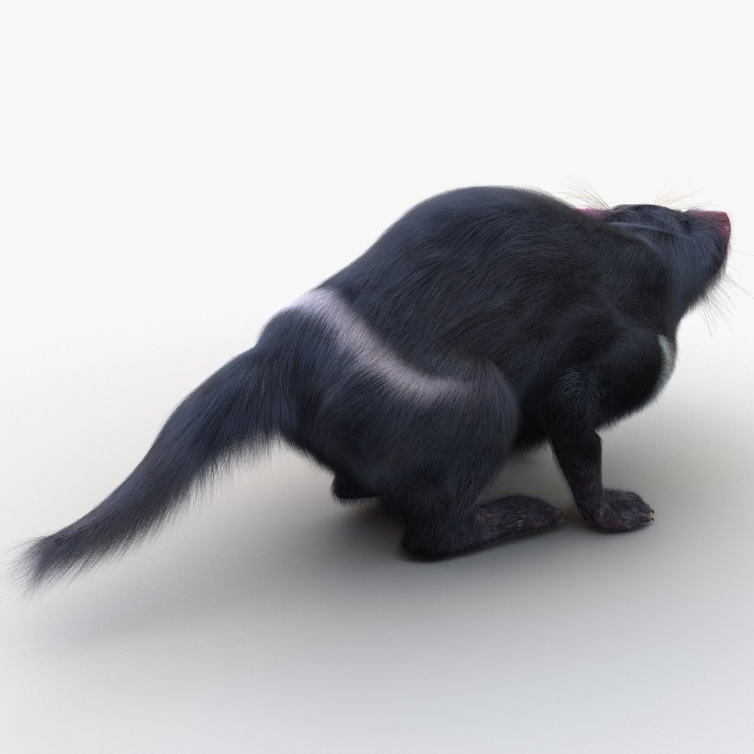 3d model tasmanian devil fur pose https://p.turbosquid.com/ts-thumb/ss/FOXsvV/YGkUuxKG/tasmaniandevilfurpose3_14/jpg/1384551842/1920x1080/fit_q87/f419dbd94626aece330cf7b942a2a78158d3c8b9/tasmaniandevilfurpose3_14.jpg