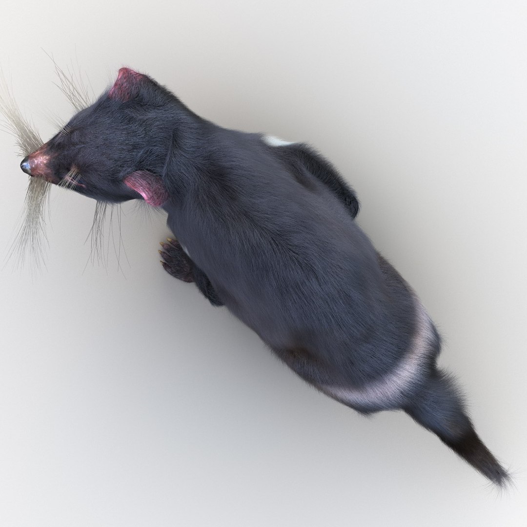 3d model tasmanian devil fur pose https://p.turbosquid.com/ts-thumb/ss/FOXsvV/bsDIZmYA/tasmaniandevilfurpose3_16/jpg/1384551849/1920x1080/fit_q87/5ab8f695a94dcd84b99b9161140b7a3d4bd6ca4e/tasmaniandevilfurpose3_16.jpg