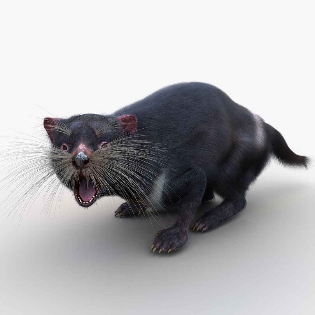 3d model tasmanian devil fur pose https://p.turbosquid.com/ts-thumb/ss/FOXsvV/tXMpwuBX/tasmaniandevilfurpose3_11/jpg/1384551830/1920x1080/fit_q87/9f90bb2dfce6afaa525a75d21fec6a592afaae72/tasmaniandevilfurpose3_11.jpg