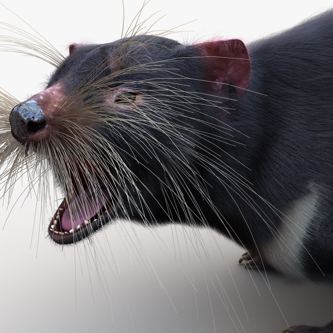 3d model tasmanian devil fur pose https://p.turbosquid.com/ts-thumb/ss/FOXsvV/yokqqpmE/tasmaniandevilfurpose3_17/jpg/1384551853/1920x1080/fit_q87/443ed4621c051eea737c31d4b216d7eab20e20da/tasmaniandevilfurpose3_17.jpg