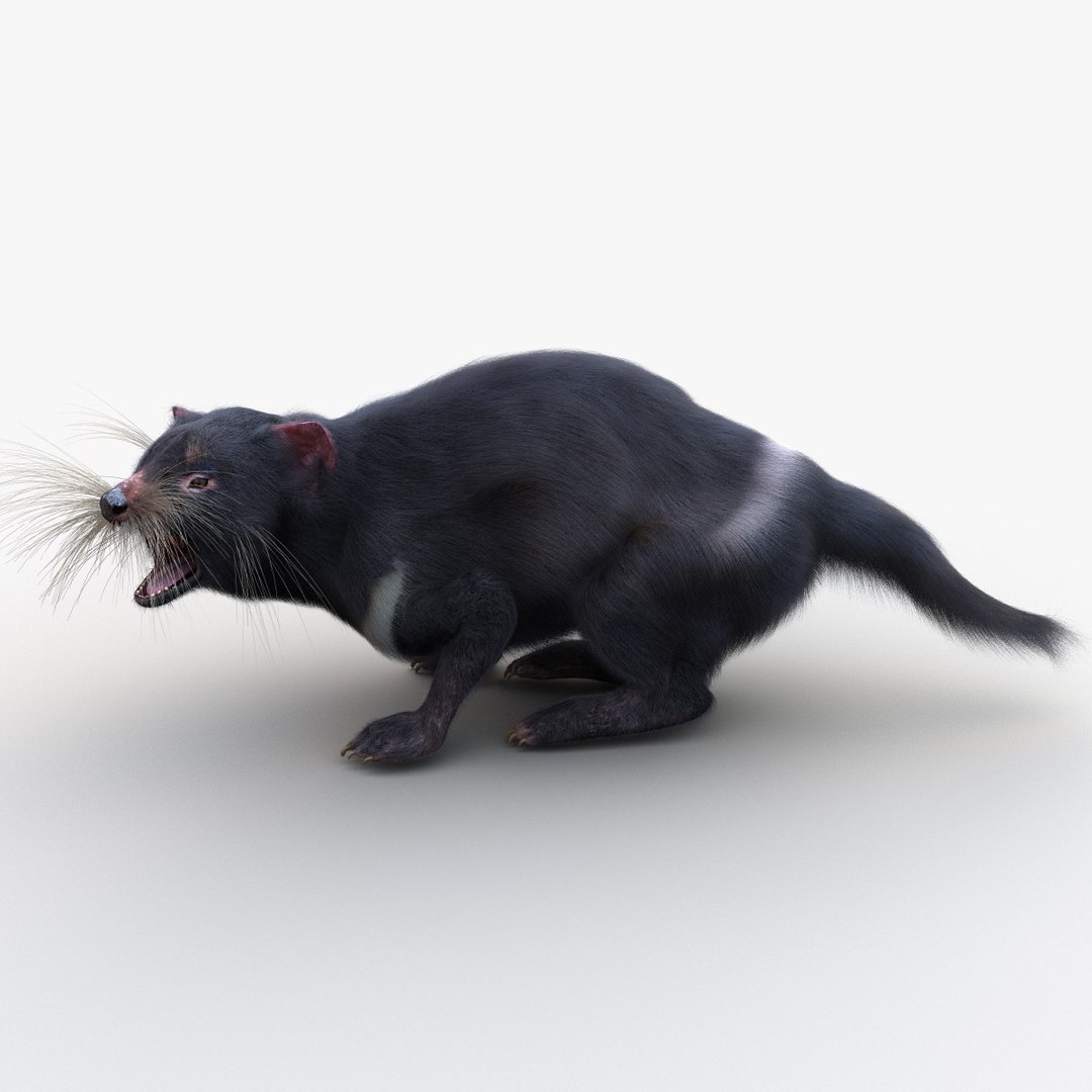 3d model tasmanian devil fur pose https://p.turbosquid.com/ts-thumb/ss/FOXsvV/ytcwmuaS/tasmaniandevilfurpose3_10/jpg/1384551826/1920x1080/fit_q87/f96b1912d3601a6633f511bea0c90685bcb99237/tasmaniandevilfurpose3_10.jpg