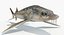 3D sturgeon fish animation model