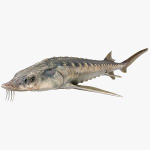 Sturgeon (Animated)