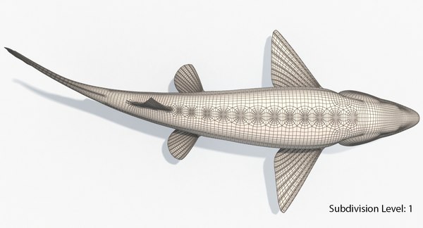 3D sturgeon fish animation model | 1145568 | TurboSquid