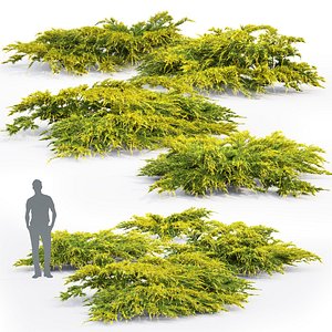 3D juniper bushes 2