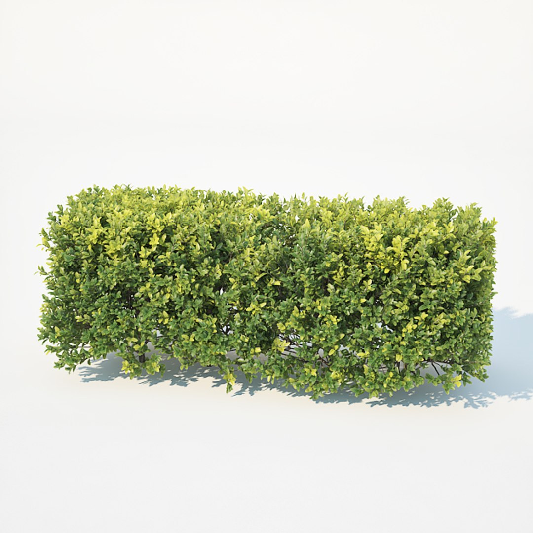 3D model 50cm hedge https://p.turbosquid.com/ts-thumb/ss/aMJO1F/8YRx5geR/buxushedge3/jpg/1535967403/1920x1080/fit_q87/6671943950eab632bb185ee656853b378f488f2d/buxushedge3.jpg