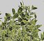 Buxus Sempervirens # 5 seto 50cm