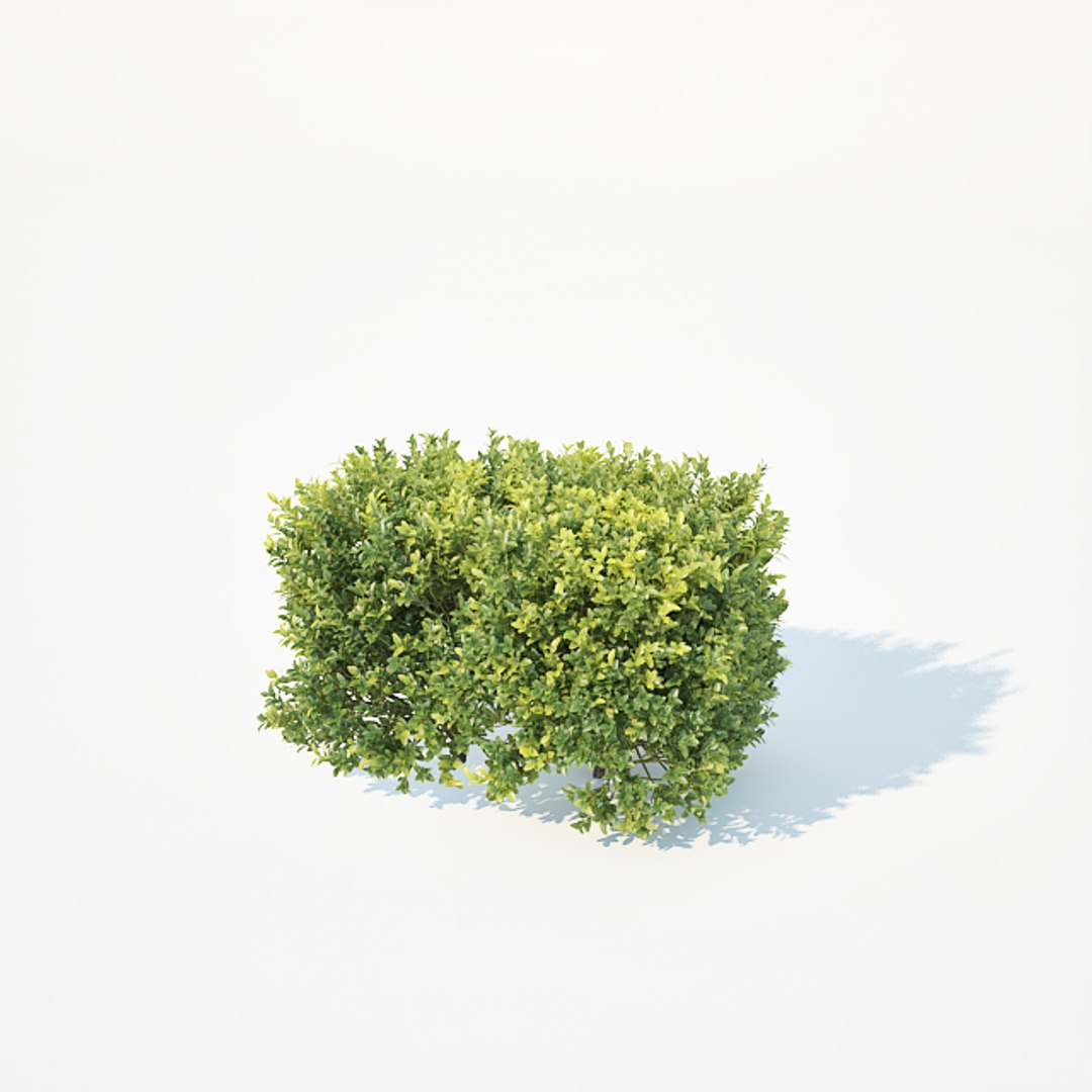 3D model 50cm hedge https://p.turbosquid.com/ts-thumb/ss/aMJO1F/JclgJlQA/buxushedge8/jpg/1535967408/1920x1080/fit_q87/353545b5bf9aba1117eb2960e8cba280fa10904f/buxushedge8.jpg