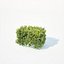 Buxus Sempervirens # 5 seto 50cm