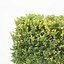 Buxus Sempervirens # 5 seto 50cm
