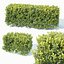 Buxus Sempervirens # 5 seto 50cm