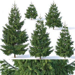 Spruce Nr1 - Six sizes H1-3m