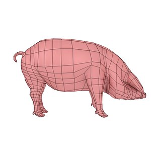 pig model
