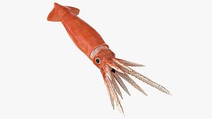 3D model arrow squid doryteuthis plei