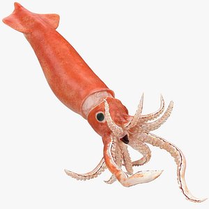 3D model arrow squid doryteuthis plei