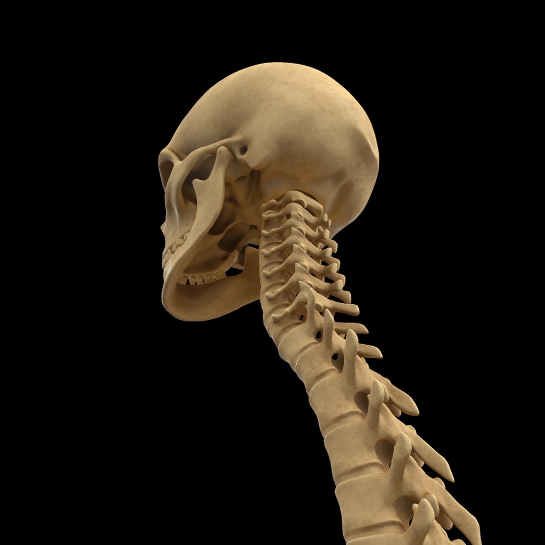 spine anatomy skull spinal column model https://p.turbosquid.com/ts-thumb/st/3ZWBIG/2RVIWYJr/17/png/1555518649/1920x1080/fit_q87/25e2122eaaa149db20bc3c295f9d02f334023760/17.jpg