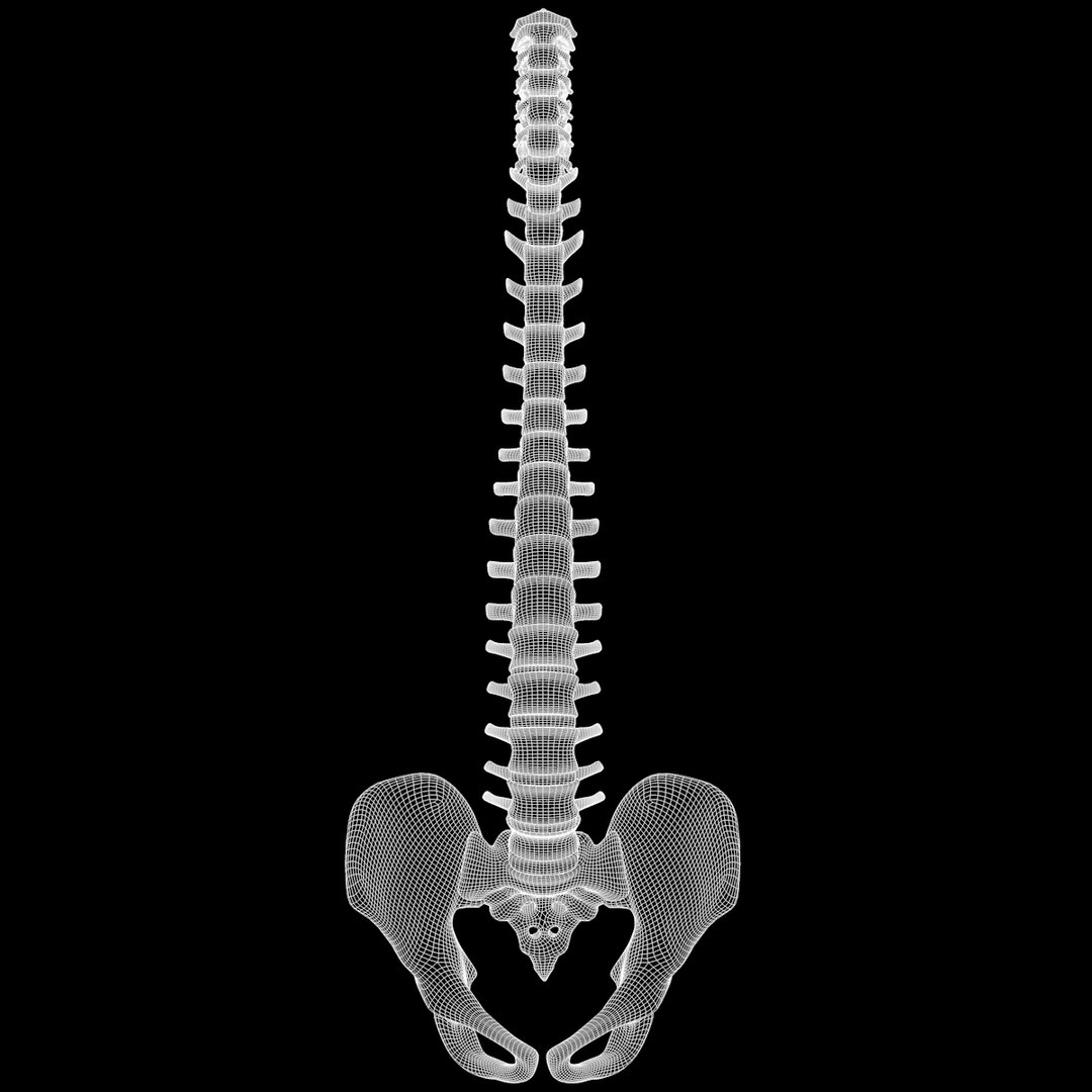 spine anatomy skull spinal column model https://p.turbosquid.com/ts-thumb/st/3ZWBIG/2XrAuQ7l/231/png/1555518650/1920x1080/fit_q87/81973c1606de027e250a43742cedebb1e7b75e36/231.jpg