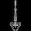 spine anatomy skull spinal column model