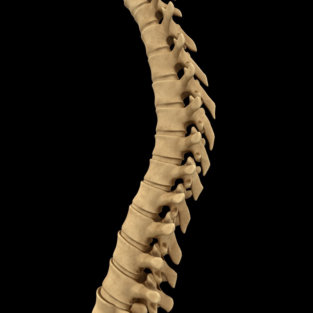 spine anatomy skull spinal column model https://p.turbosquid.com/ts-thumb/st/3ZWBIG/39xMisPA/215/png/1555518650/1920x1080/fit_q87/5323ae613593894a3608a6ded5b4957ae321a1f7/215.jpg