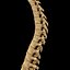 spine anatomy skull spinal column model