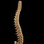 spine anatomy skull spinal column model