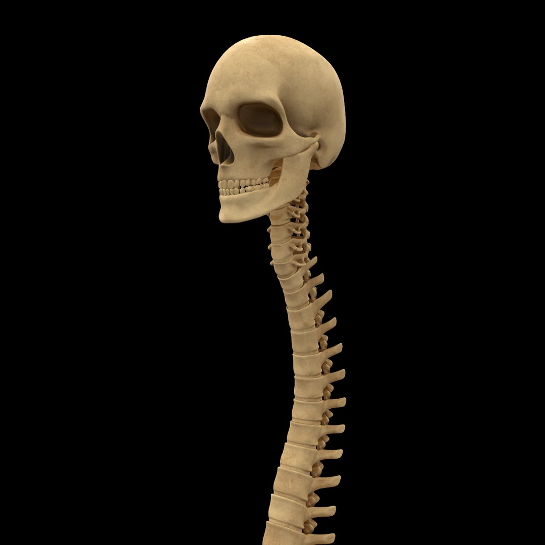 spine anatomy skull spinal column model https://p.turbosquid.com/ts-thumb/st/3ZWBIG/3pjRx7Ez/110/png/1555518649/1920x1080/fit_q87/0ec1eb65d28e8a306316c315d113f3d57fdd2f8e/110.jpg