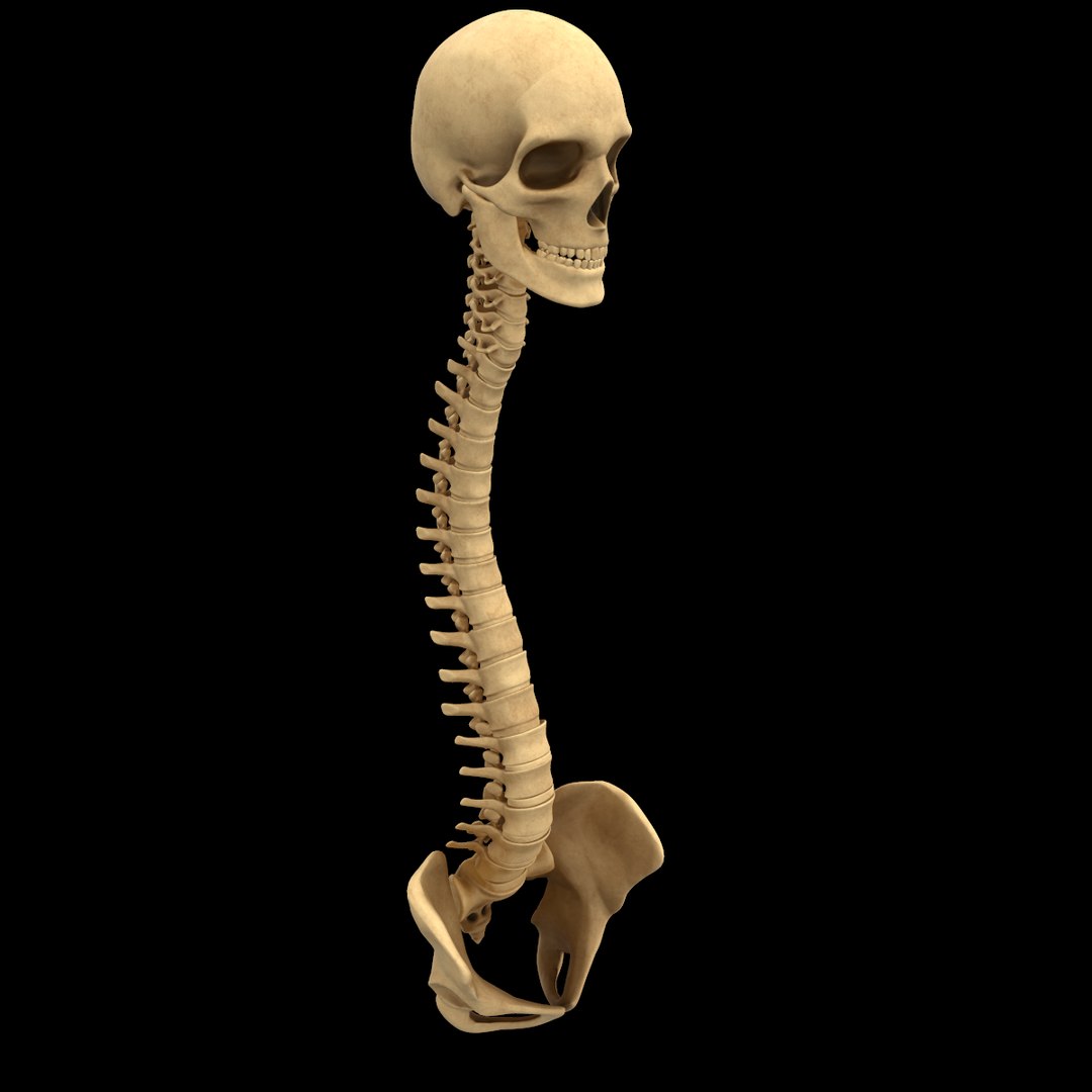 spine anatomy skull spinal column model https://p.turbosquid.com/ts-thumb/st/3ZWBIG/45rcF80X/111/png/1555518649/1920x1080/fit_q87/aa0523f1442f703b2322fe9cb56c18042f5fdb84/111.jpg