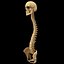 spine anatomy skull spinal column model