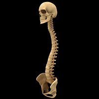 Spine Anatomy Skull Spinal Column
