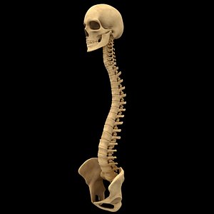 Spine Anatomy Skull Spinal Column