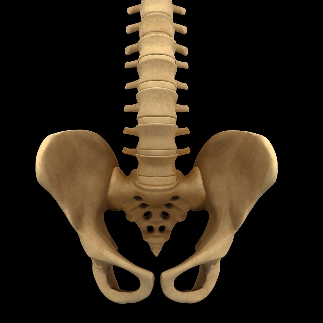 spine anatomy skull spinal column model https://p.turbosquid.com/ts-thumb/st/3ZWBIG/50sEFAWY/28/png/1555518649/1920x1080/fit_q87/25261ec6199191ed7132d1ca75427c9f0e7cfae5/28.jpg