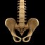 spine anatomy skull spinal column model