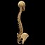 spine anatomy skull spinal column model