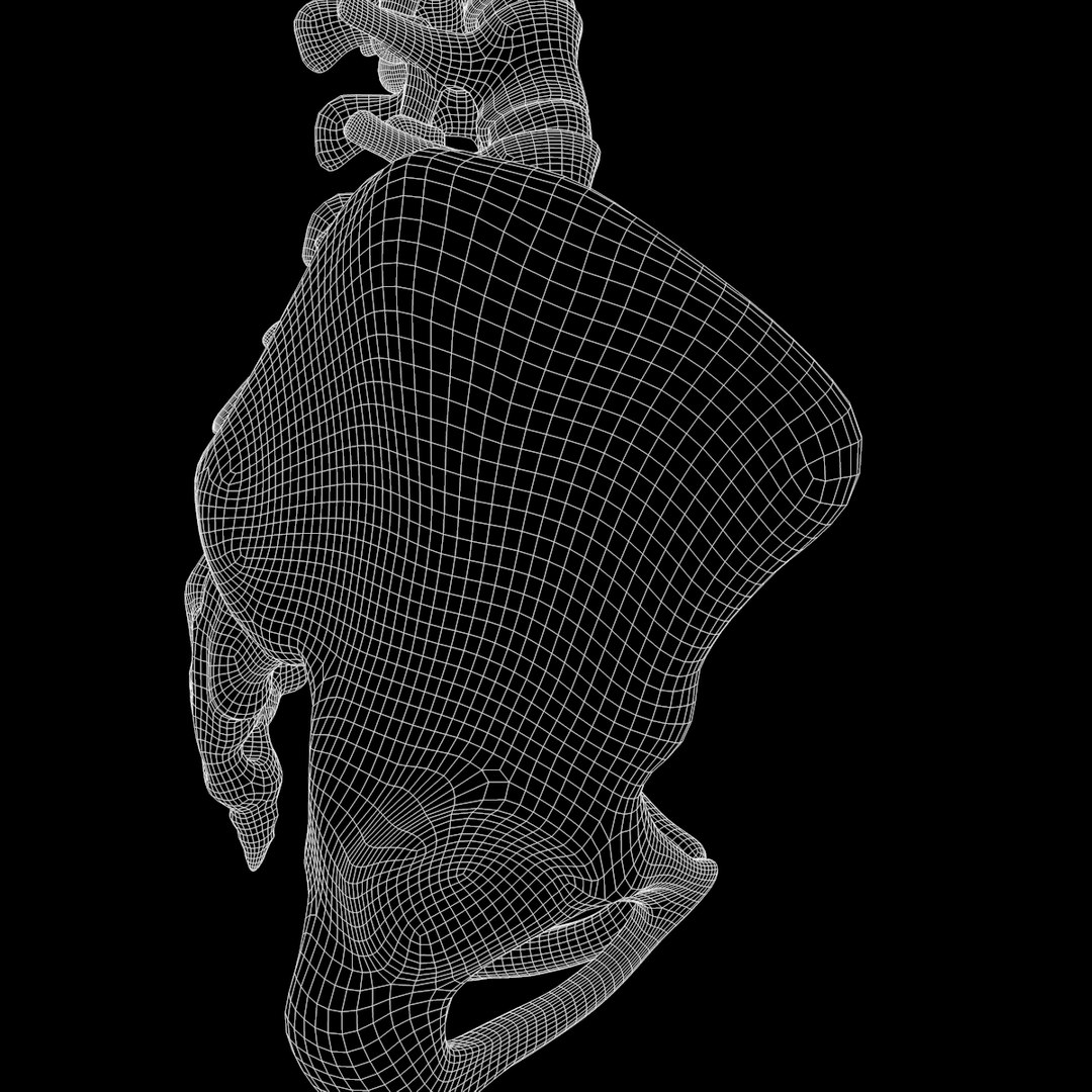 spine anatomy skull spinal column model https://p.turbosquid.com/ts-thumb/st/3ZWBIG/8FYywKZJ/234/png/1555518650/1920x1080/fit_q87/8a025530d39a9c7b783bb19a938aee107a6bc7e3/234.jpg