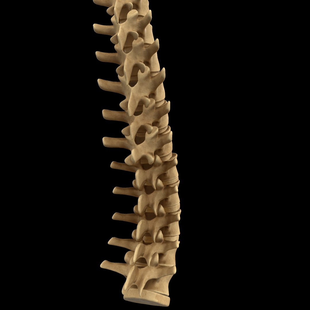 spine anatomy skull spinal column model https://p.turbosquid.com/ts-thumb/st/3ZWBIG/93mNAbW7/220/png/1555518650/1920x1080/fit_q87/82ce9e47a9f0e9fbb473bf254192b4bc4273da6a/220.jpg