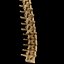 spine anatomy skull spinal column model