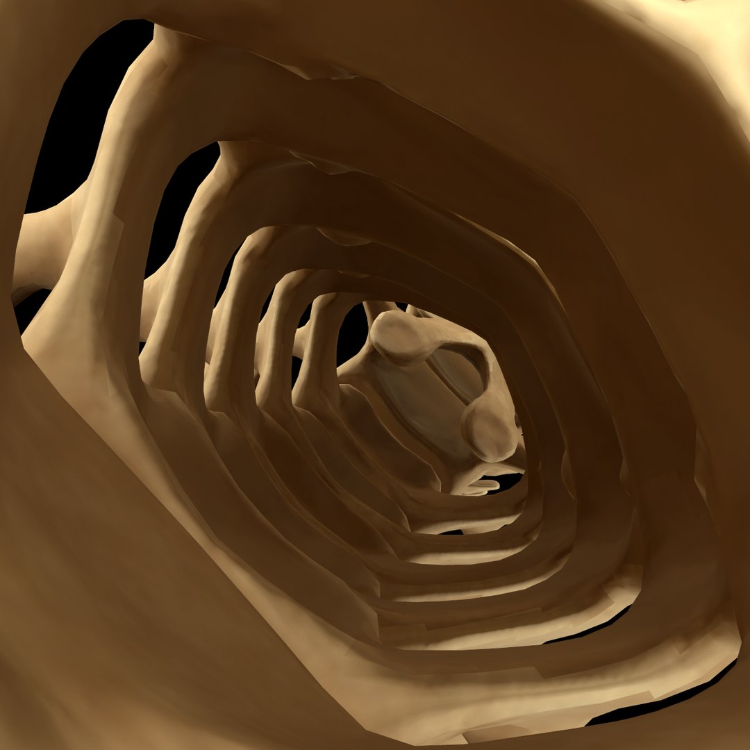spine anatomy skull spinal column model https://p.turbosquid.com/ts-thumb/st/3ZWBIG/AAxeocGW/226/png/1555518650/1920x1080/fit_q87/0220ec9ed5a67d968ae529e6b1f47de767315585/226.jpg