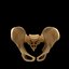 Spine Anatomy Skull Spinal Column